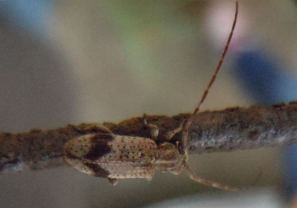 Cerambycidae - Exocentrus punctipennis